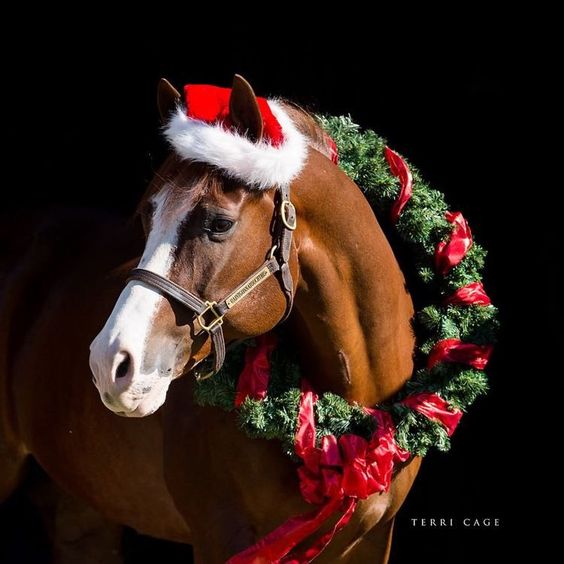 Programme des veilles et journées de Noël et Nouvel An - Centre